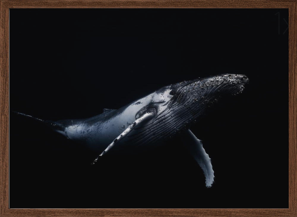 Black & Whale Poster